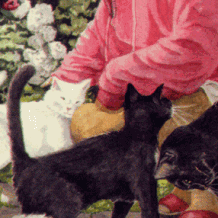 The Cat’s Eye Tarot The Cat’s Eye Tarot
